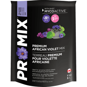 Promix violette africaine