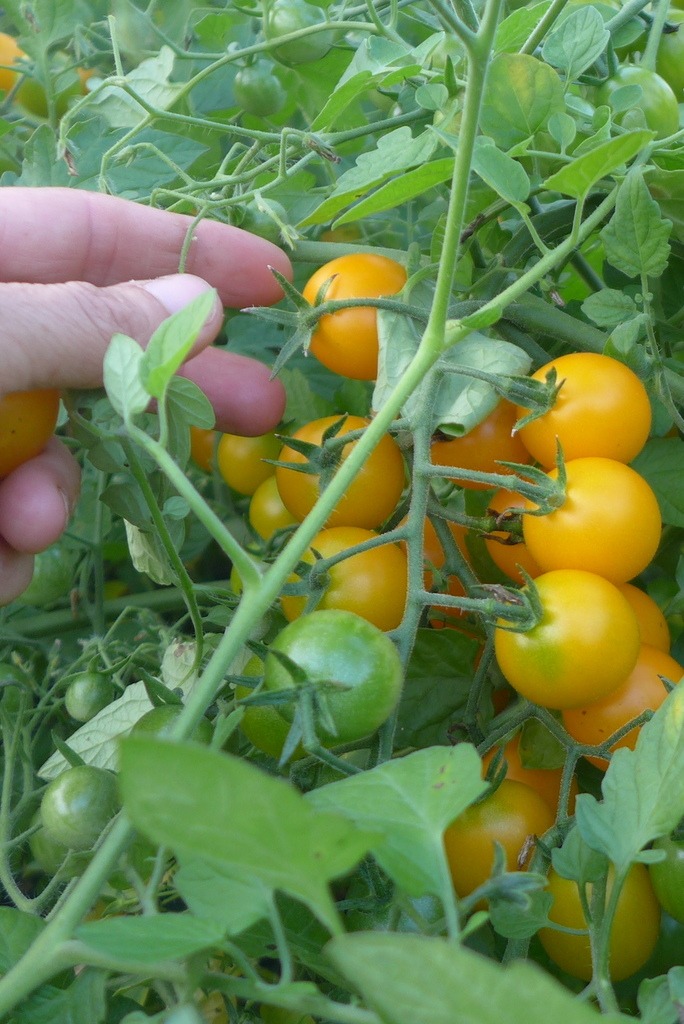 Tomate Tumbling Tom Yellow OP Groupe Semico